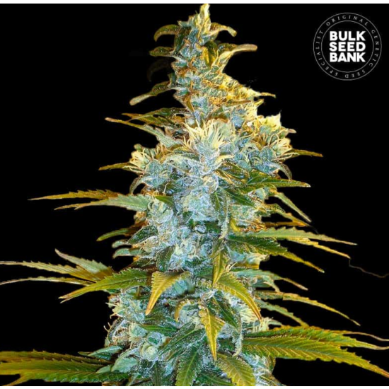 NORTHERN LIGHT